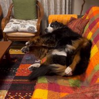 迷惑そうな顔のリンちゃん