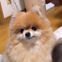 カメラをじっと見つめる犬