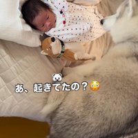 赤ちゃんが眠っているベッドに乗る犬