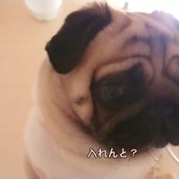 湯船に浸かれなくて不満そう！