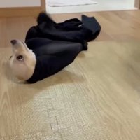 手足が使えずころんっ
