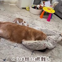 「クッションさえなければ…」