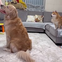 うにくんもなでなで