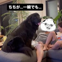 目の前にわっさんが。