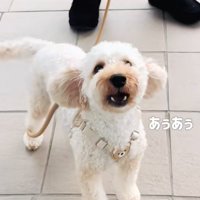 窓越しに話しかける犬2