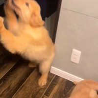 ジャムちゃんと出会ったら…