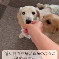 車椅子に挑戦する琥珀くん