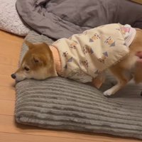 「絶対に歩かない」