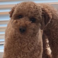 戸惑った犬の表情