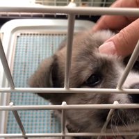 サスケくんの変化5