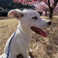 桜の木の前で座る子犬