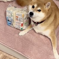 冷凍うどんに寄り添う犬