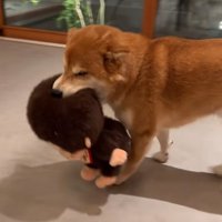 部屋を歩き回る柴犬