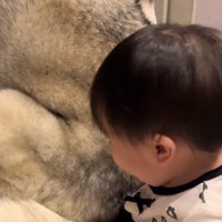 反対の肩越しに赤ちゃんを見つめる犬