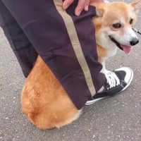 嬉しそうな犬