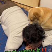 首元を嗅ぐ犬