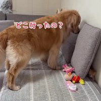 行方不明の子猫を探す