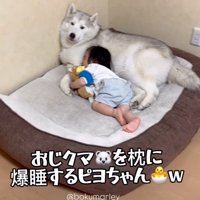 犬を枕にして眠る男の子