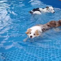プールで遊ぶ二匹のボーダーコリー