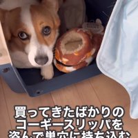 飼い主を見上げる中型犬