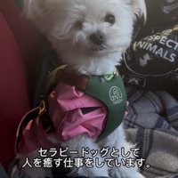 服を着て座る犬