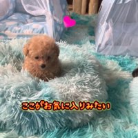 ベッドの上に座る子犬