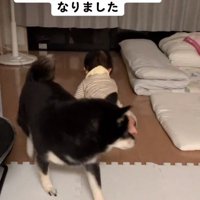 リコちゃんをかわしたミヤビちゃん