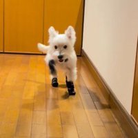 タップダンサーみたい！？