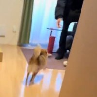 部屋の奥にいる男性のところへ走って行く犬