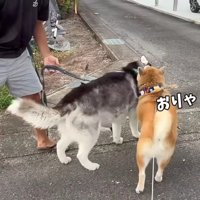 おこめちゃんに体当たり