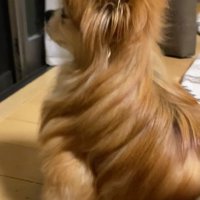 まったりと外を見つめるれんくん