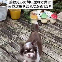 投稿主さんの家族になった