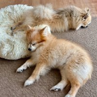 同じクッションで眠る小型犬達