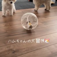冒険中のハムスターとワンコたち