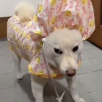 レインコート姿で立ち尽くす犬