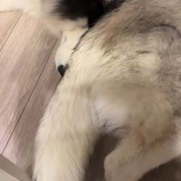 大型犬に甘える大型犬