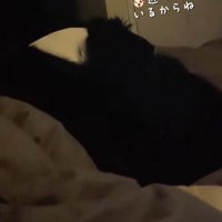 ベッドで眠っている飼い主の隣に寝そべる白黒模様の犬