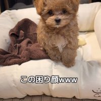 「降りられない…」