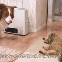 優しく見守るリーリエちゃん