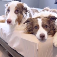 飼い主の言葉に耳をそばだてる2頭の犬