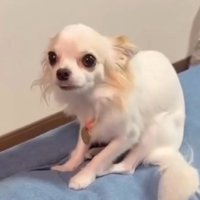 ソファから顔を上げる白い犬