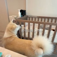 まるでボディーガードのよう