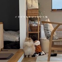 いたずらを見守るコタローくん
