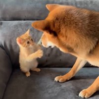 優しいちゃまるちゃん