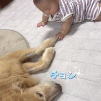 犬の前脚に触れる赤ちゃん