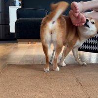 飼い主さんの足元で方向転換する犬