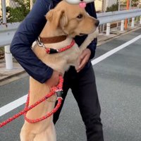小型犬に吠えられたわんこ