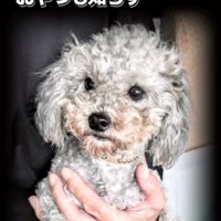 抱っこされるシュシュちゃん