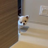 トイレに入ってたら…