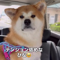 ドライブ中のひなちゃんの変化2